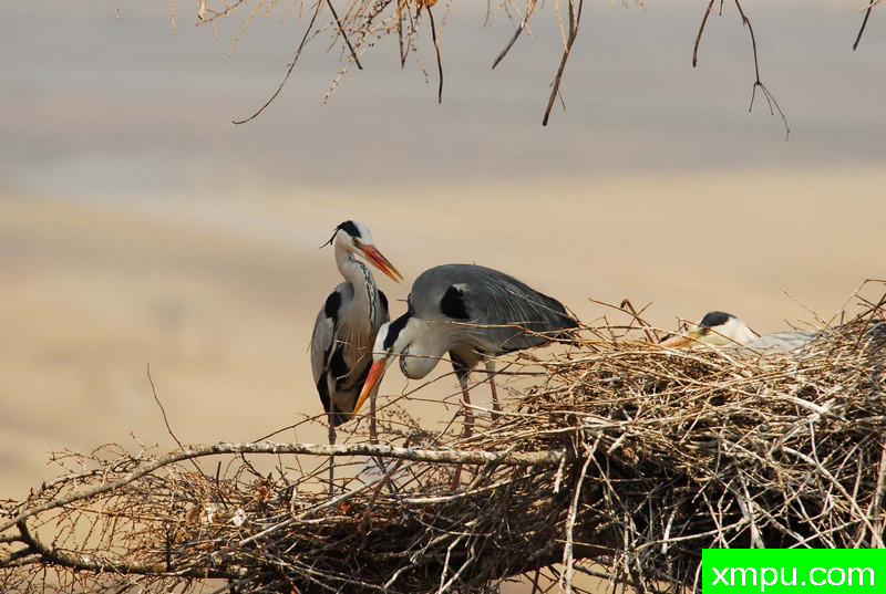 苍鹭---著名自然摄影师：自然的回响摄影