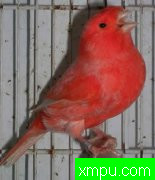 各色玉鸟--加那利群岛[打开音箱-配曲自动播放]