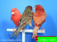 各色玉鸟--加那利群岛[打开音箱-配曲自动播放]