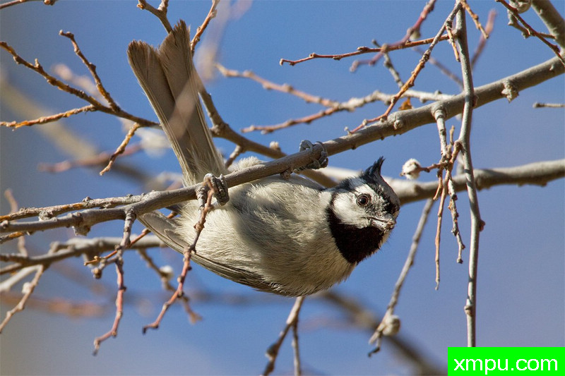 白眉燕 --摄影师：布赖恩加特林[美国]