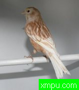 金丝雀2011流行色[法国]作品系列[打开音箱-配曲自动播放]