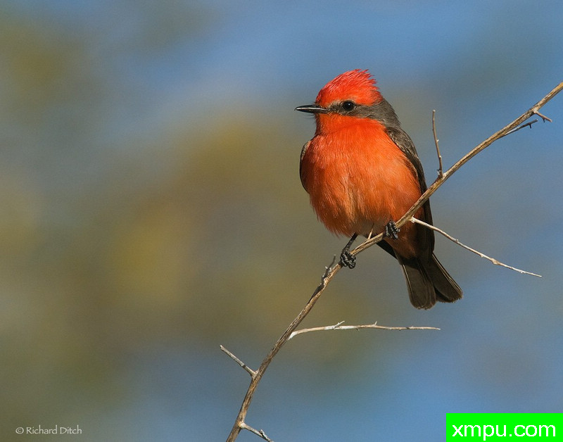 弗米利恩鹟-著名荒野摄影师：理查德沟摄影[美国]