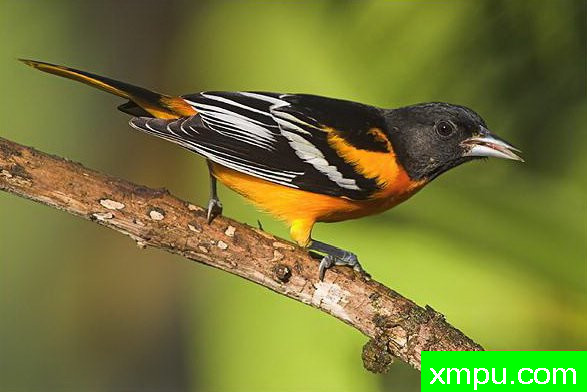 巴尔的摩金莺[黄眉姬鹟]--摄影师：格伦巴特利