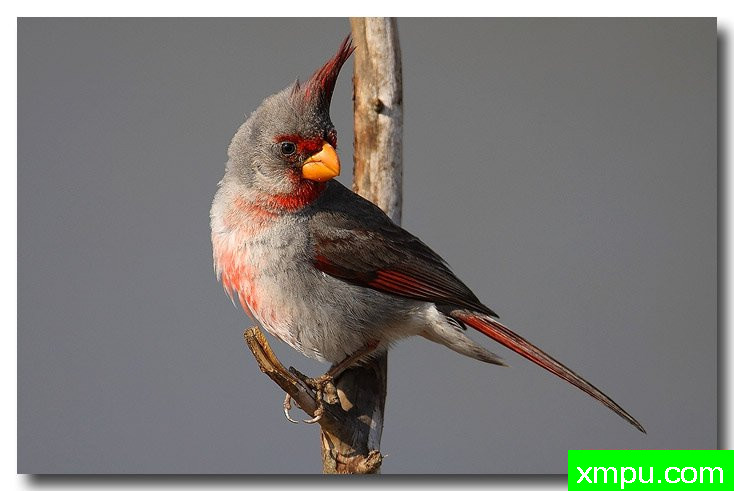 北红衣主教[女]--荒野摄影师：安德森摄影