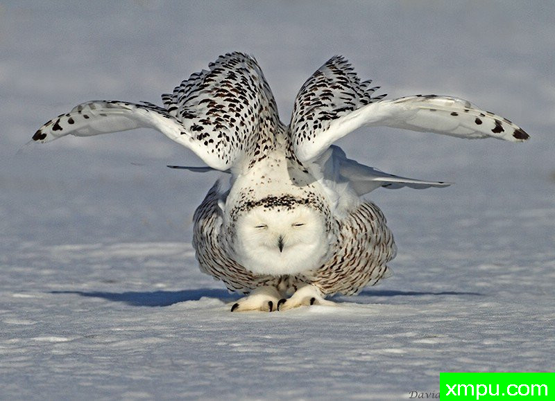 弹力雪鸮，--摄影师：大卫亨明斯摄影