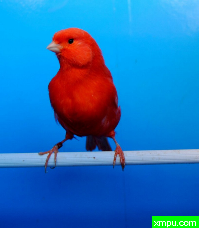 辣椒红冠军鸟[金丝雀]--摄影师：BATTAGLIA64摄影