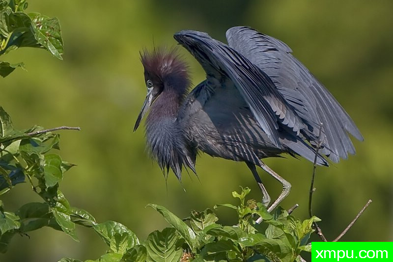小蓝鹭 ---著名摄影师：归厄尔Arboneaux摄影[美国]