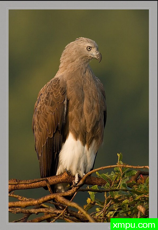 小菲什伊格尔--[印度]--摄影师S达斯摄影