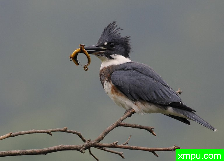 翠鸟 --摄影师：彼得伊瓦诺斯基摄影