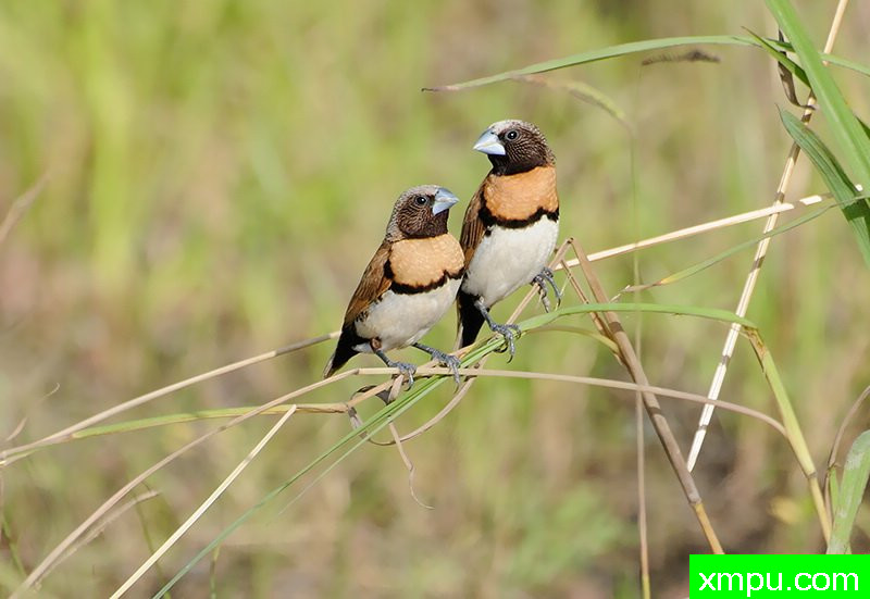 栗胸小矮子--著名荒野摄影师：杰拉德摄影