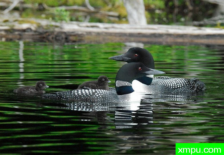 潜鸟一家--摄影师：摄影师：彼得伊瓦诺斯基