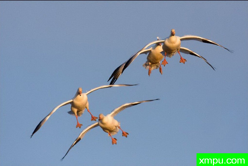 编队飞行--著名自然摄影师：肯阿彻摄影