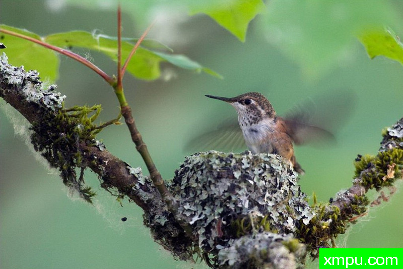 试飞--著名自然摄影师：肯阿彻摄影