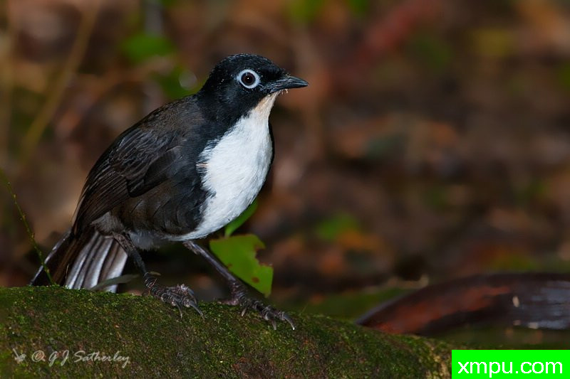 乔奇拉[澳大利亚]--摄影师：杰拉德Satherley摄影