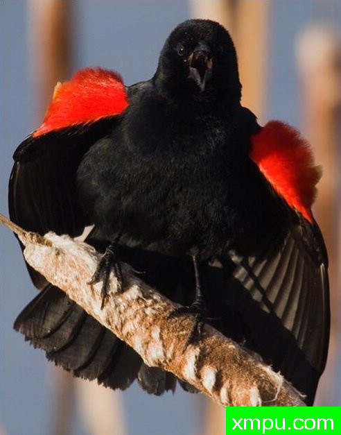 高歌一曲--著名自然摄影师：肯阿彻摄影