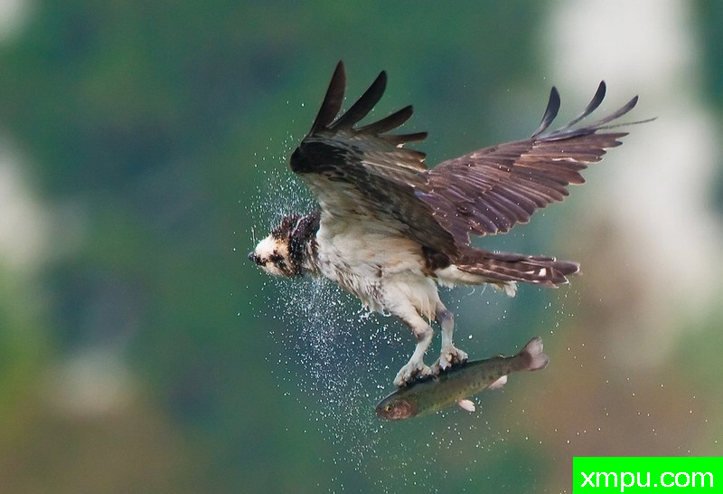 优秀的捕获-- 荒野摄影师:蒙斯廷内特摄影