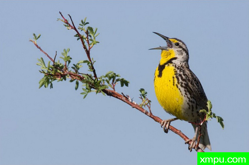 一鸣惊人--著名自然摄影师：肯阿彻摄影