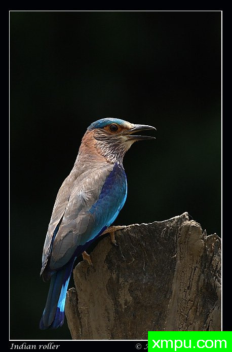 印版辊--摄影培育师：阿吉特Huilgol 摄影[美国]