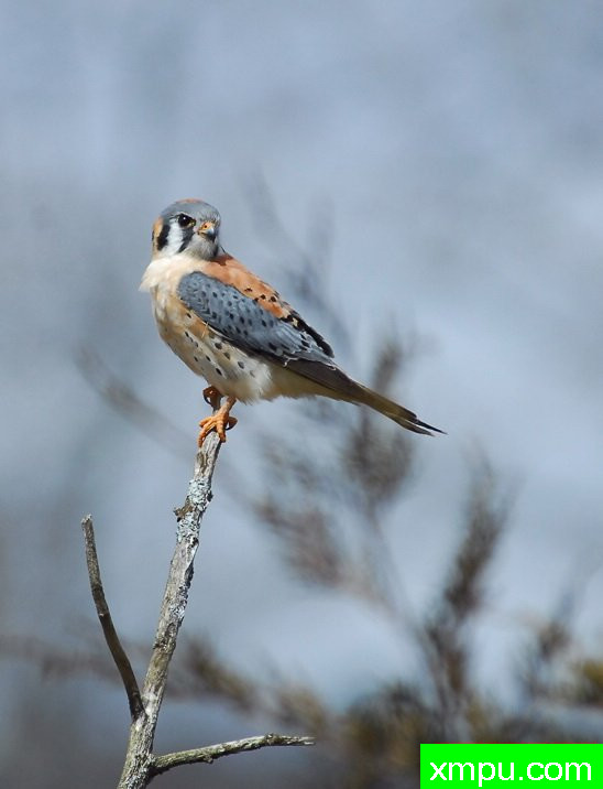 红隼--摄影师：彼得伊瓦诺斯基摄影