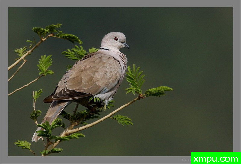 灰斑鸠[印度]----著名荒野摄影师：迈索尔摄影