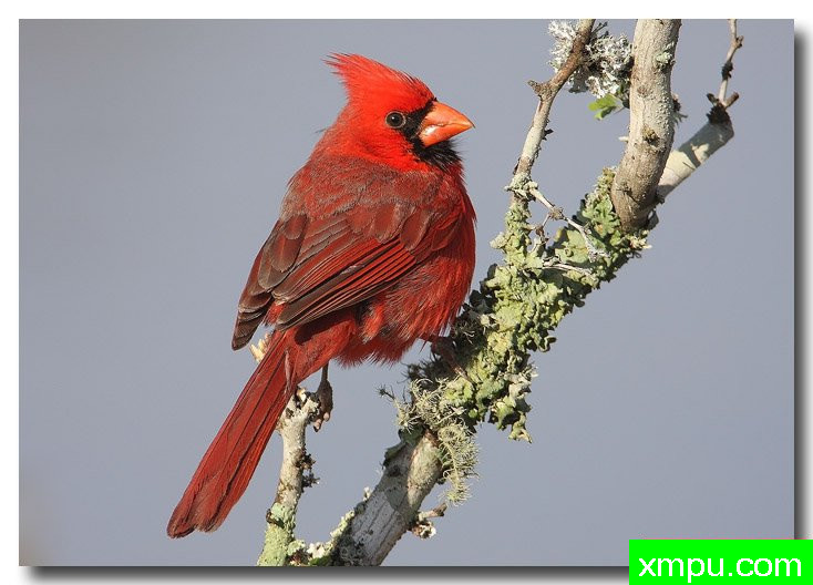 北红衣主教--荒野摄影师：安德森摄影