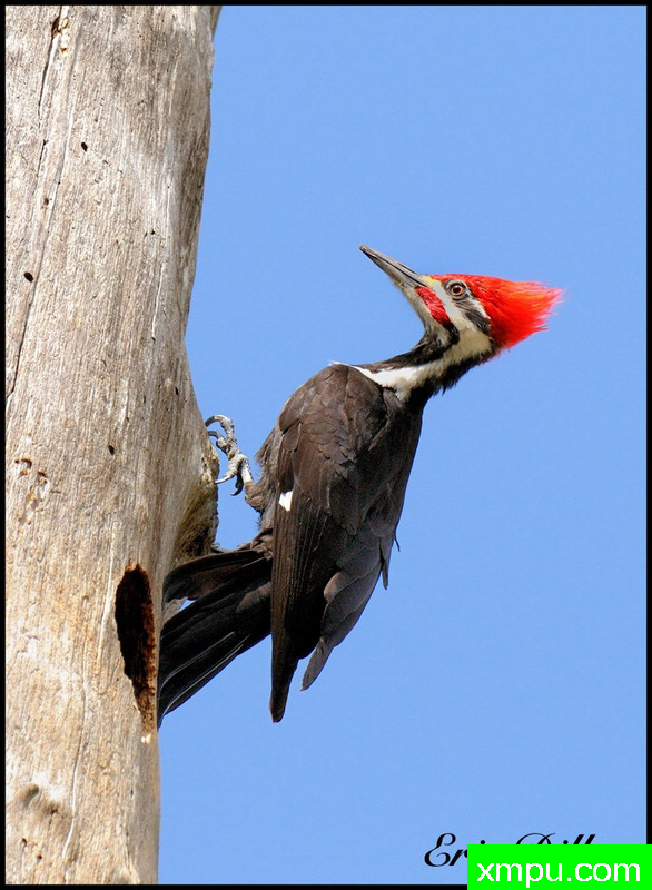 红冠啄木鸟--摄影师：丹港摄影[美国]