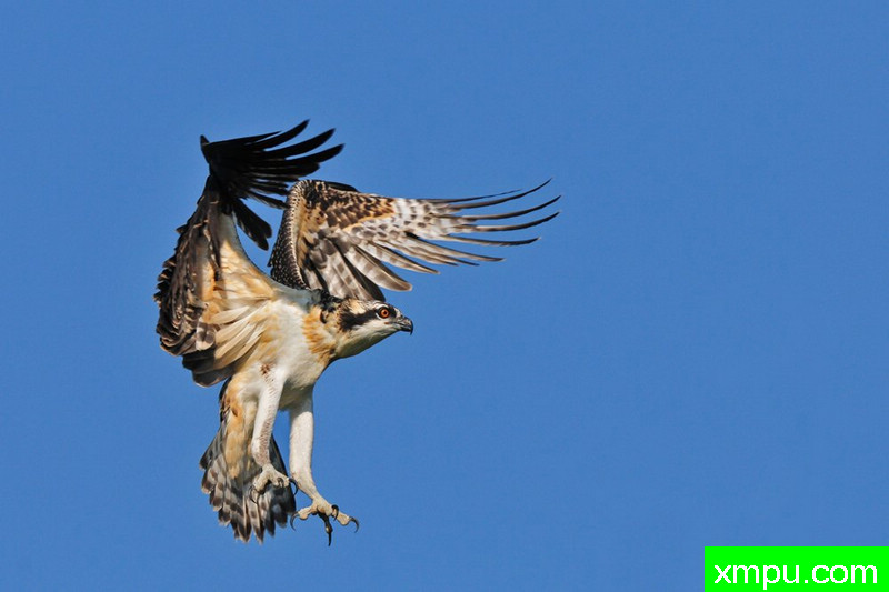 鱼鹰登陆--荒野摄影师：法兴迈耶[美国]