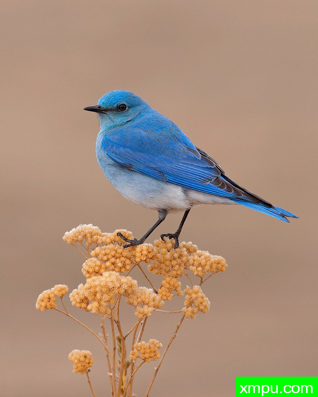 山蓝鸟--摄影 丹港[美国]