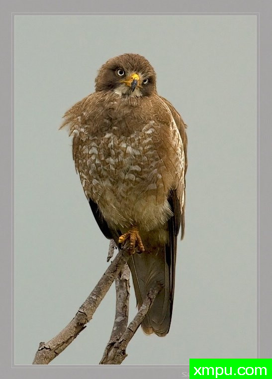 可爱面鹫[印度]--摄影师：S达斯摄影