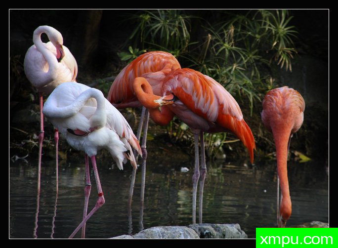 红鹤---著名摄影师：贾韦德乔拉摄影