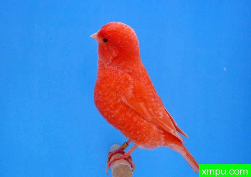 金丝雀--霜叶红--摄影师：迈克尔罗杰[法国]