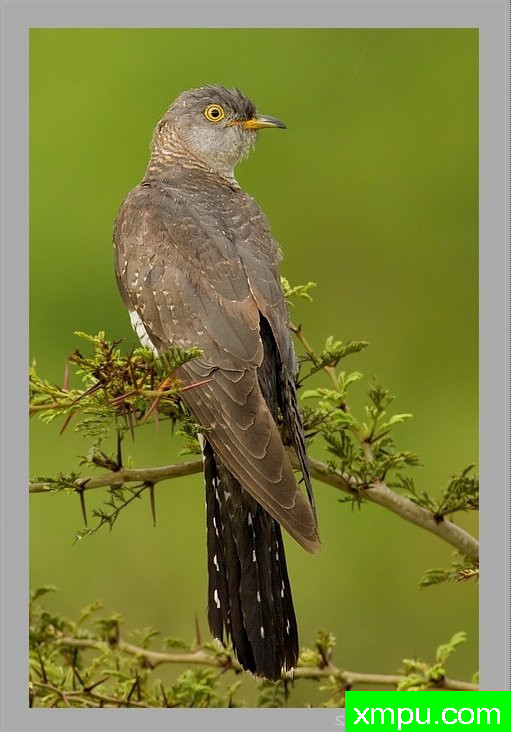 欧亚杜鹃---[印度]摄影师：迈索尔摄影