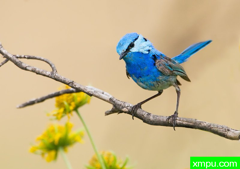 白翅童话雷恩 ---著名荒野摄影师：杰拉德摄影