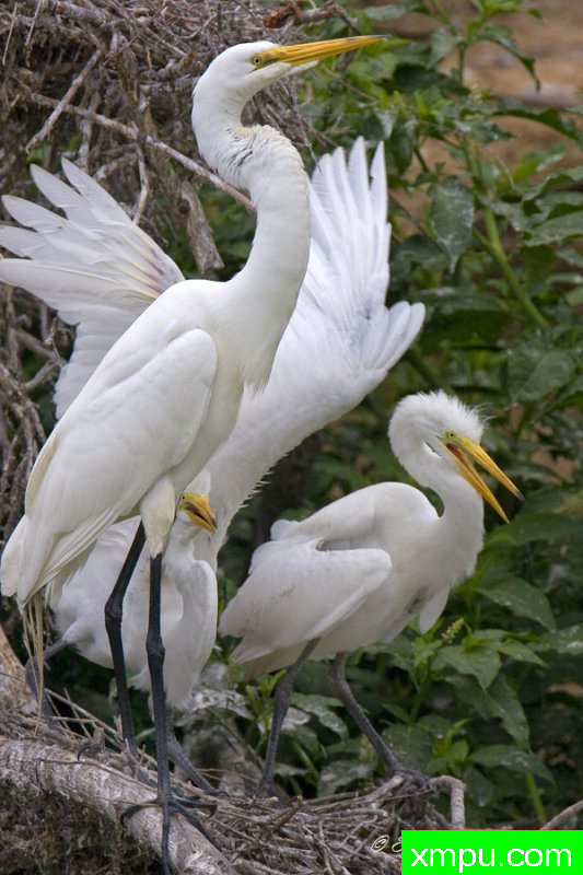 家庭时间---著名摄影师：归厄尔Arboneaux摄影[美国]