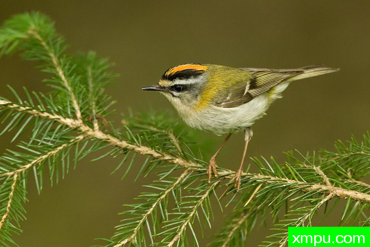 轩辕ignicapillus-著名摄影师：丹尼斯帕特里克洛伦茨摄影