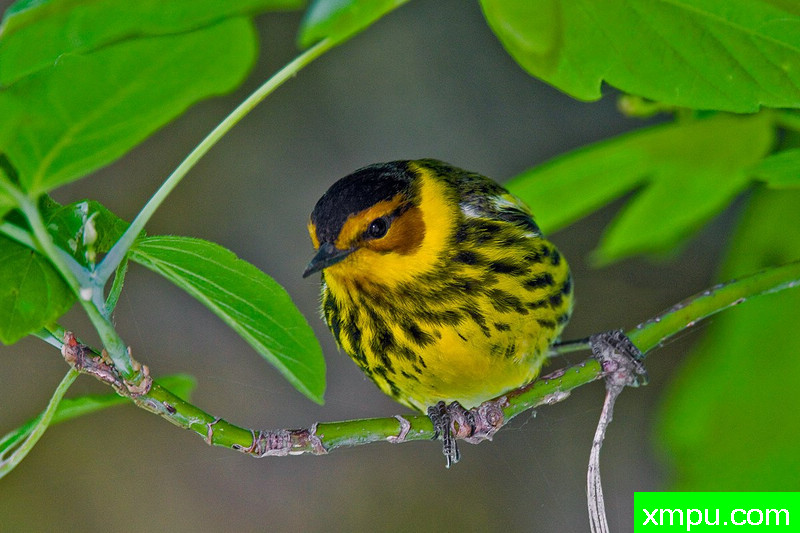 凯普梅--摄影师：乔帕拉托雷 摄影