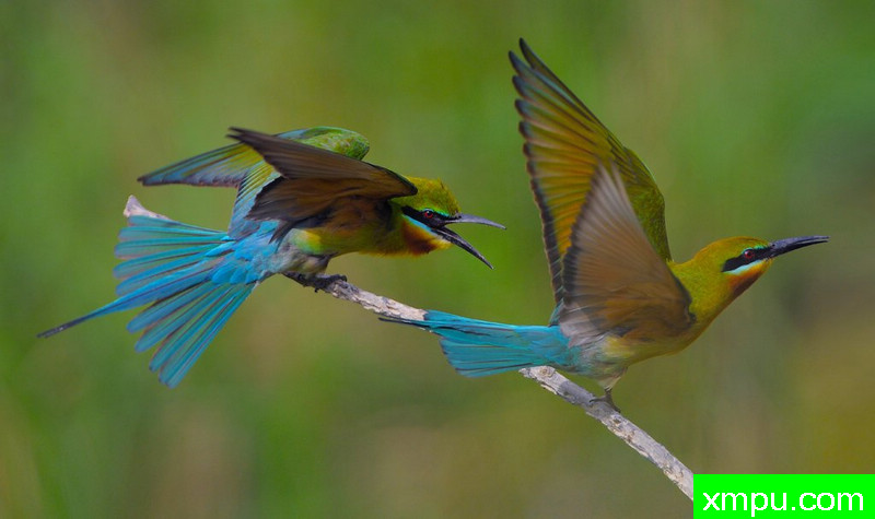 栗喉峰虎---摄影师：wbl11 摄影