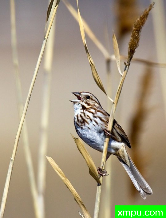 苇莺--摄影师：布鲁斯凡[美国]