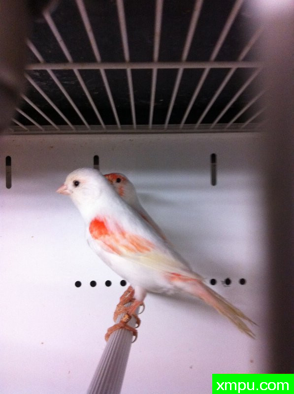 金丝雀2011年新品[品种：红袖 ]---著名摄影师：torradomosaico