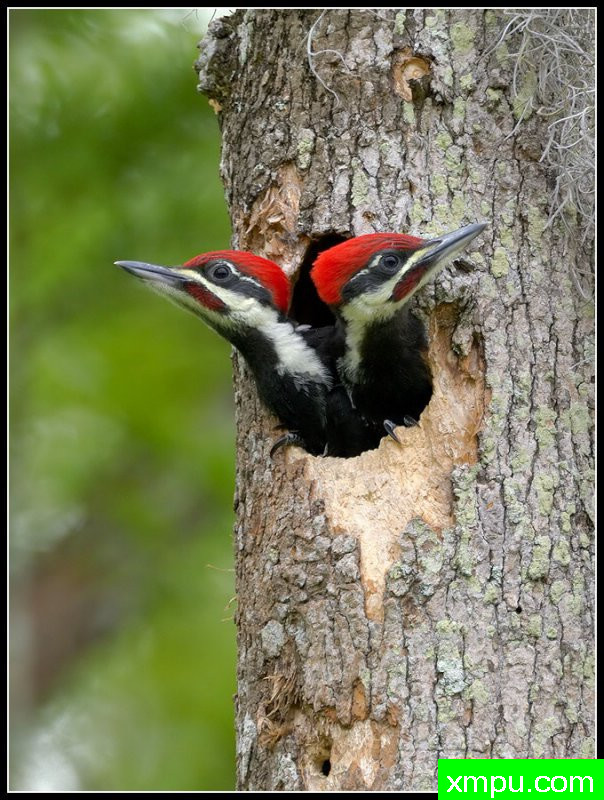皮利特德啄木鸟--摄影师：罗尼加伯特摄影