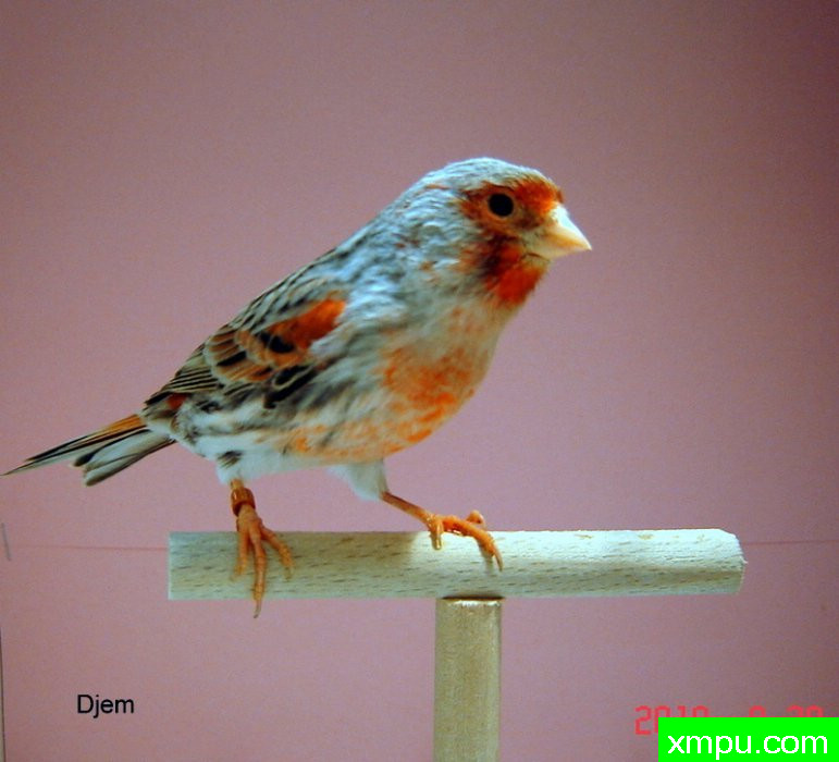 金丝雀-红棕点玛瑙----摄影师djem83[德国]