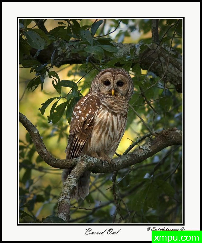 巴里德奥尔---著名摄影师：归厄尔Arboneaux摄影[美国]