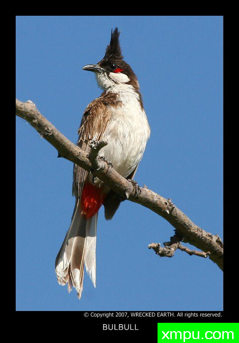 顶帽--著名自然摄影师：Birte拉格兰摄影