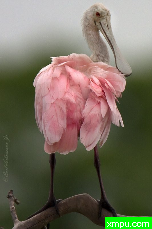 只是后“请 ---著名摄影师：归厄尔Arboneaux摄影[美国]