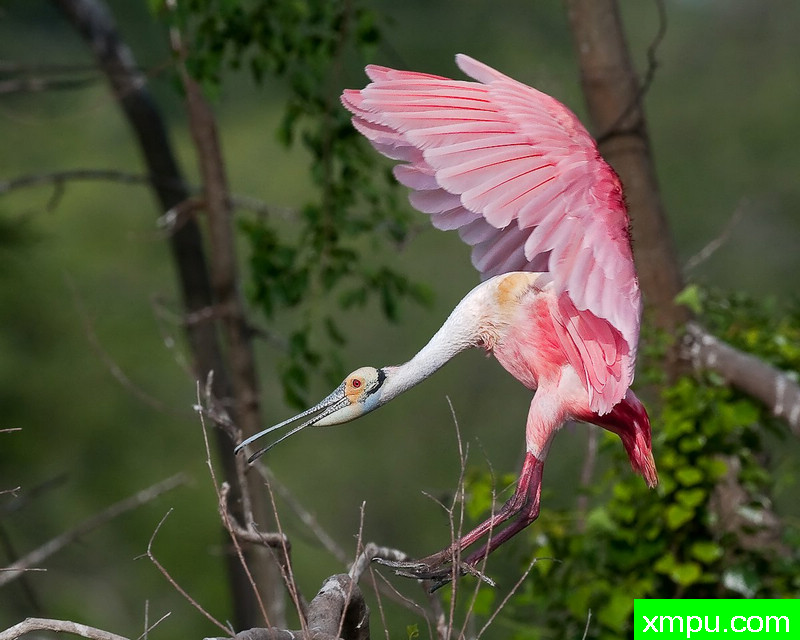 罗斯特琵鹭--摄影师：大卫火花摄影