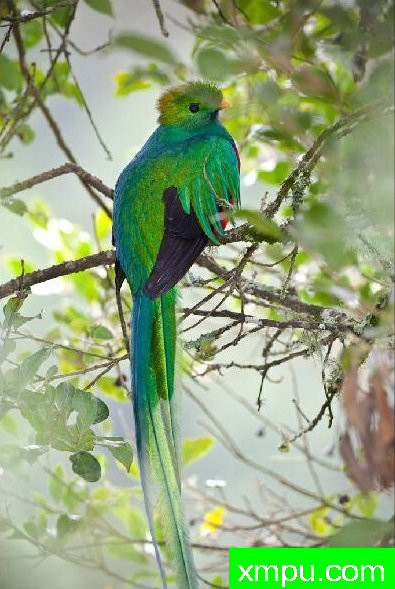 长尾彩旗--著名自然摄影师：以斯拉（Izzy）舒尔茨摄影[美国]