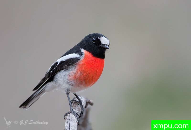 血色罗宾---著名荒野摄影师：杰拉德摄影