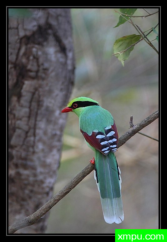 绿化喜鹊--摄影培育师：阿吉特Huilgol 摄影[美国]
