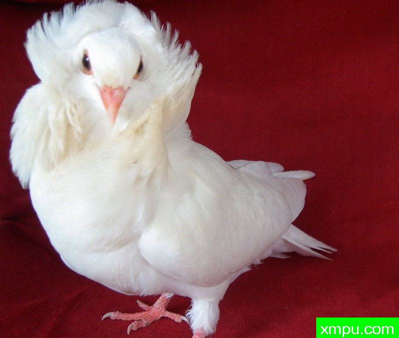 毛翎鸽---著名自然摄影师：王晓瑜摄影