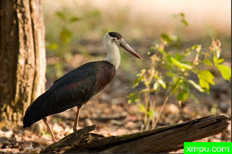毛颈鹳[毛颈鹳 - 鹳episcopus] 印度
